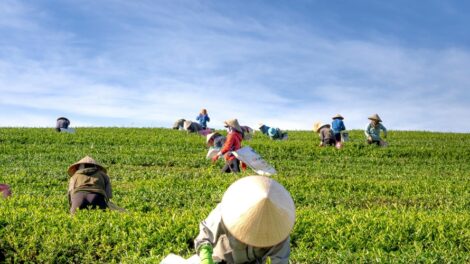 AI and ML in Agriculture Smart Farming for a Sustainable Future